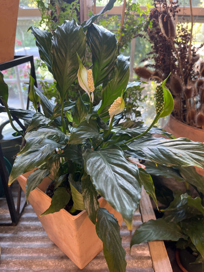 Mandy's Indoor Plants