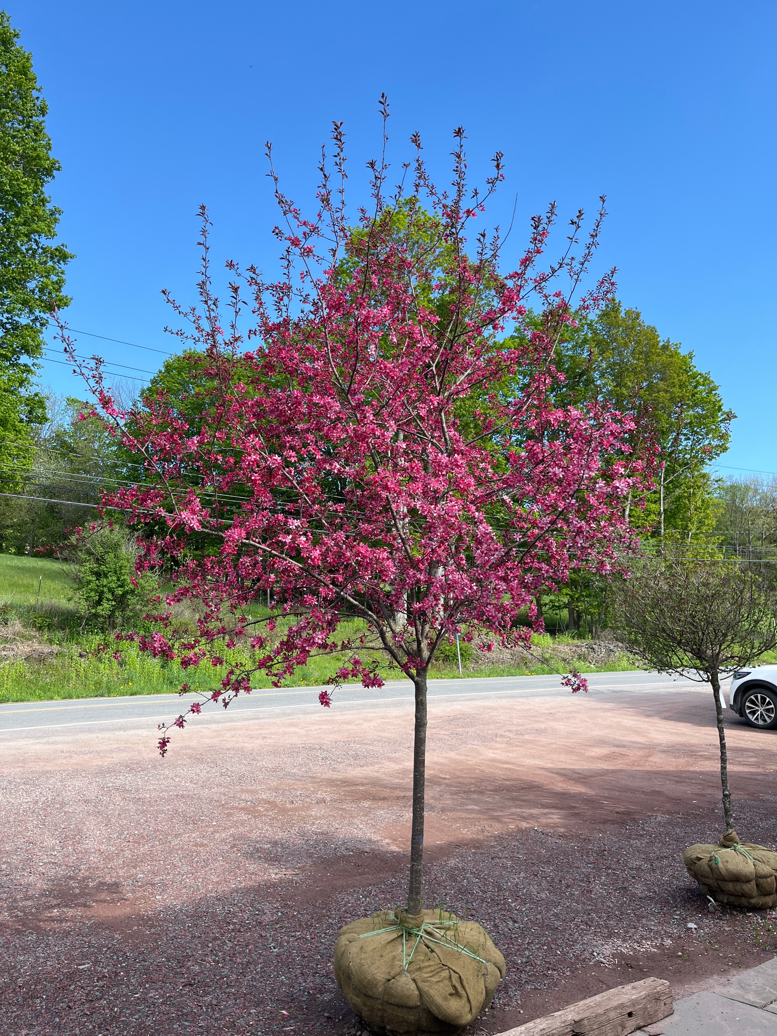Royal Raindrops Crabapple | Malus transitoria 'JFS-KW5' – Mandy
