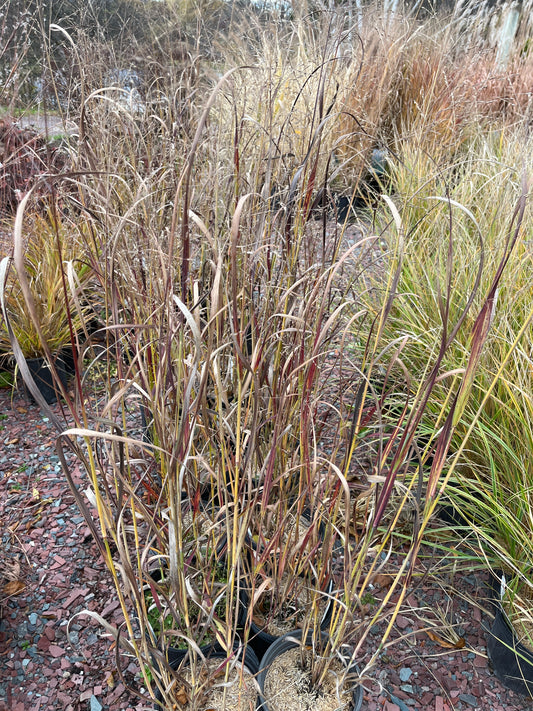 'Blood Brothers' Switch Grass | Panicum virgatum 'Blood Brothers'