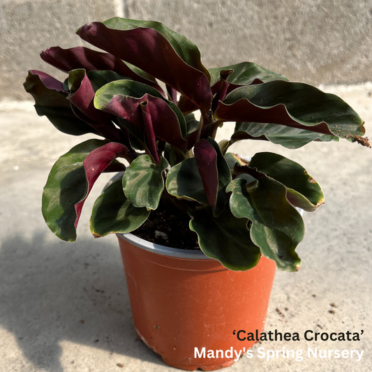 Calathea