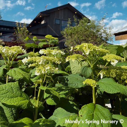 'Haas Halo' Hydrangea | Hydrangea Arborescens
