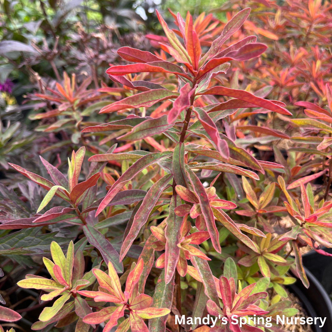 'Bonfire' Cushion Spurge | Euphorbia polychroma 'Bonfire'