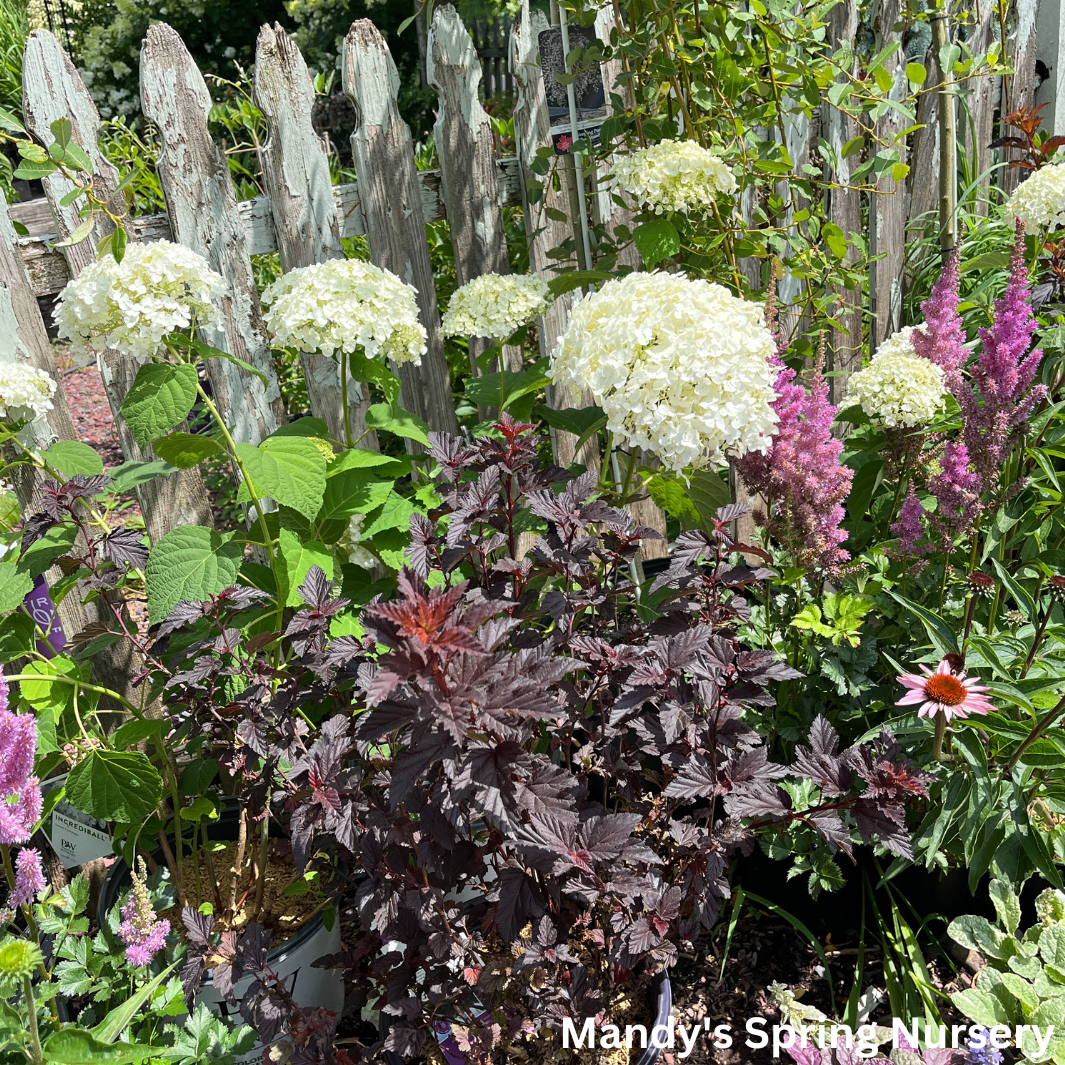 Incrediball Smooth Hydrangea | Hydrangea arborescens