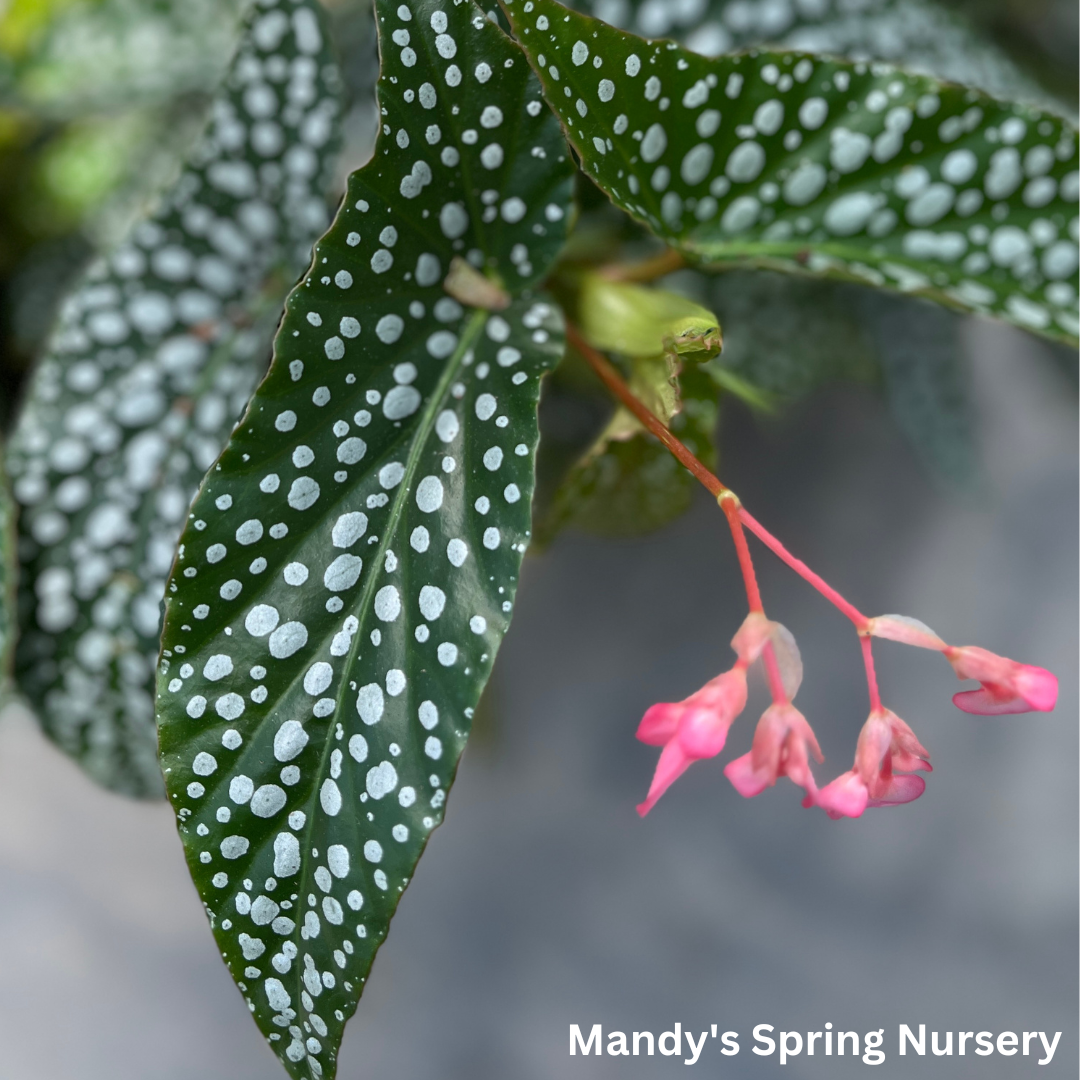 Double Dot Begonia | Begonia Maculata