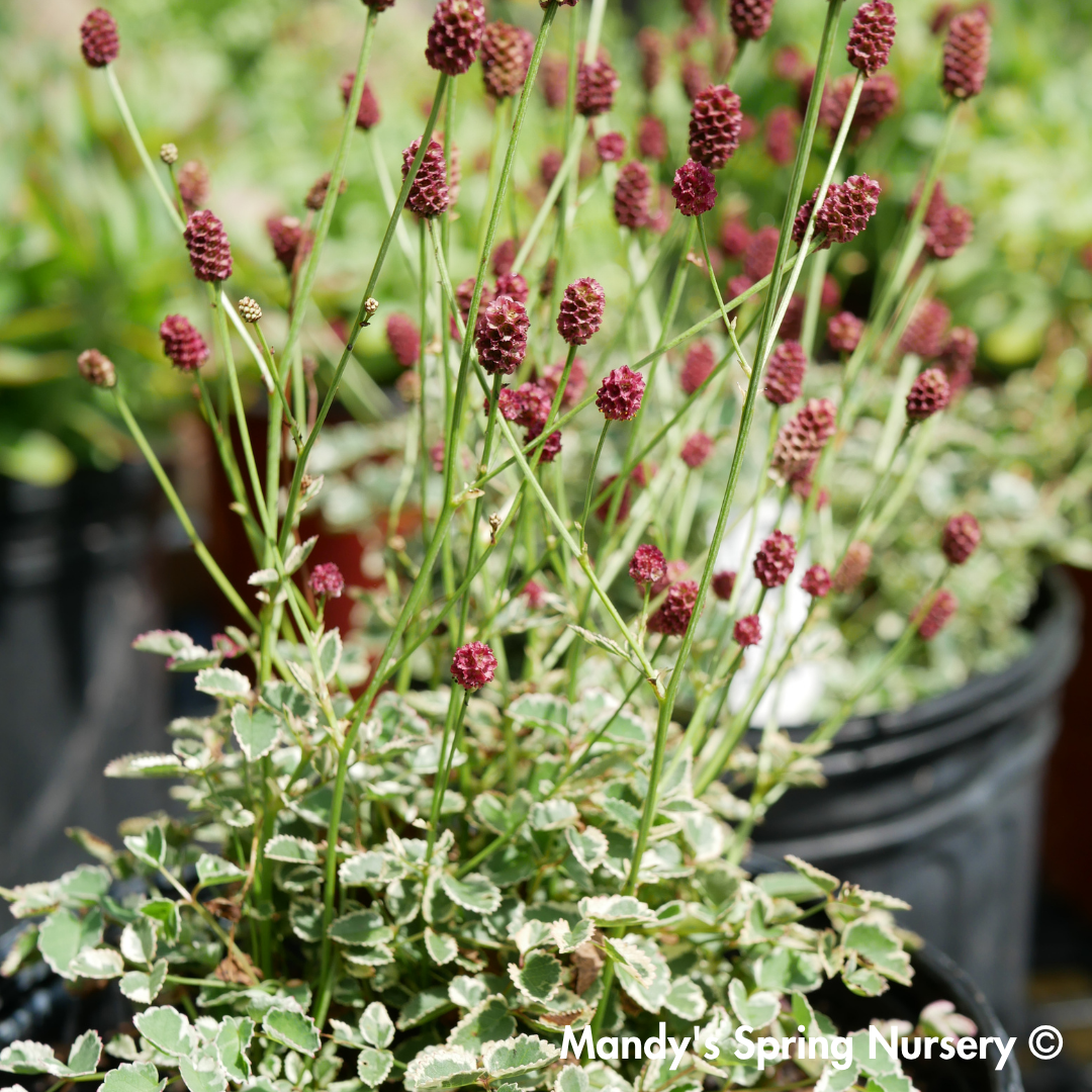 Little Angel Burnet | Sanguisorba officinalis