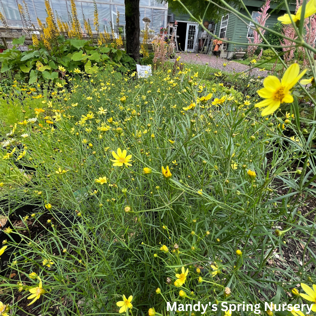 Moonbeam Tickseed | Coreopsis verticillata