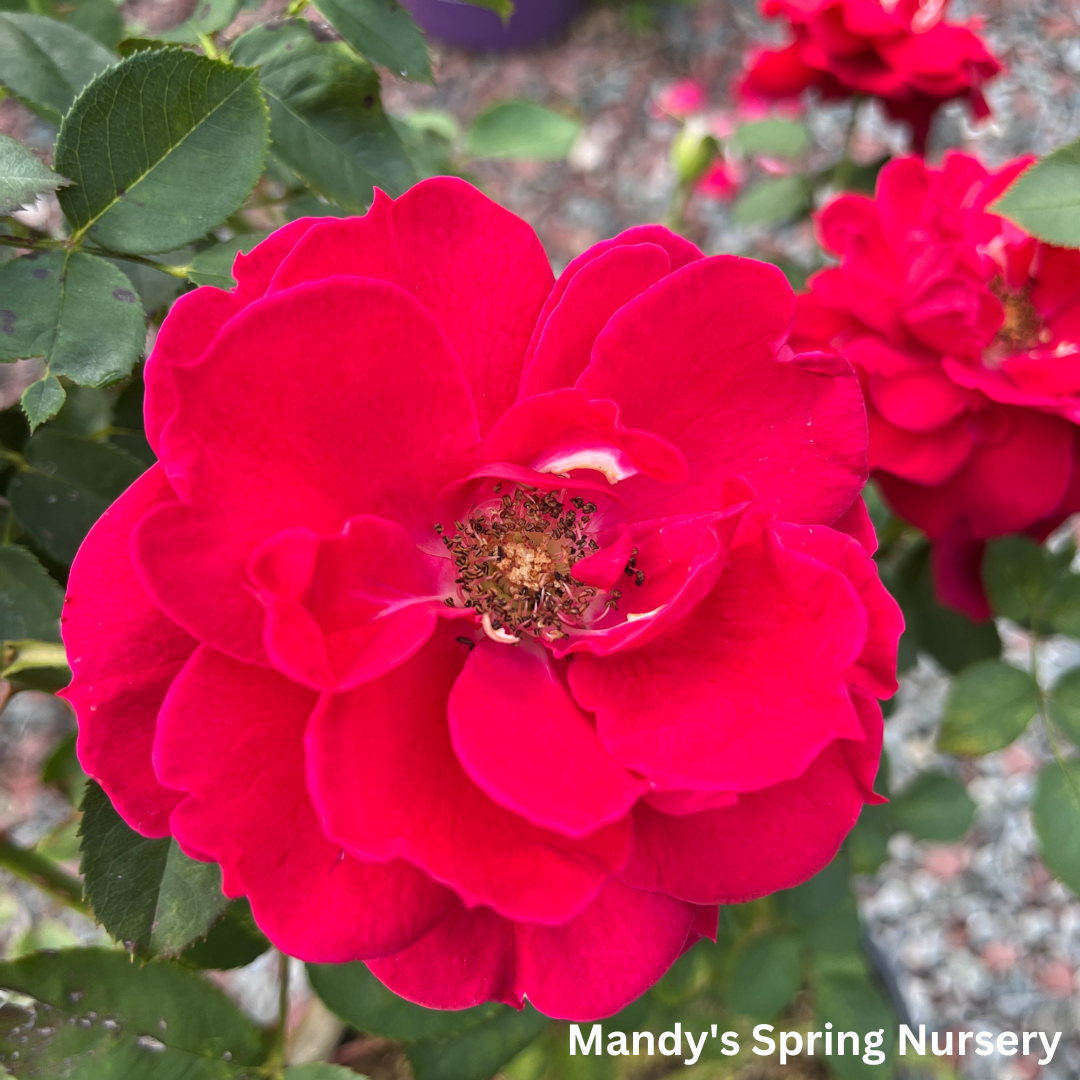 Ramblin' Red Rose Climbing Rose | Rosa – Mandy Spring Farm Nursery, Inc.