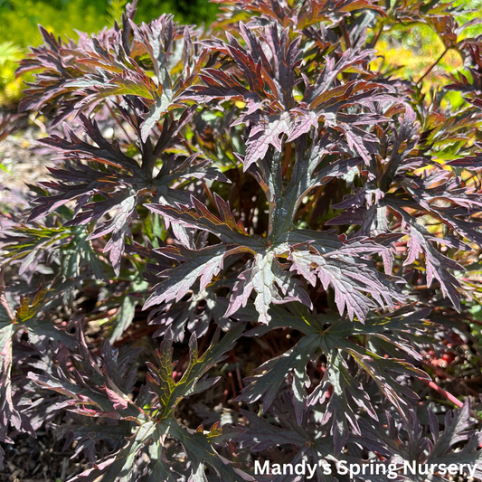 Dark Reiter Meadow Cranesbill Geranium | Geranium pratense