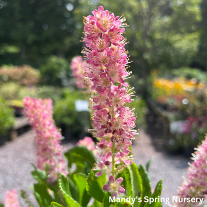 Ruby Spice Summersweet | Clethra alnifolia