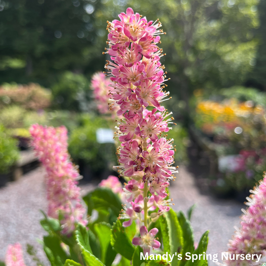 Ruby Spice Summersweet | Clethra alnifolia