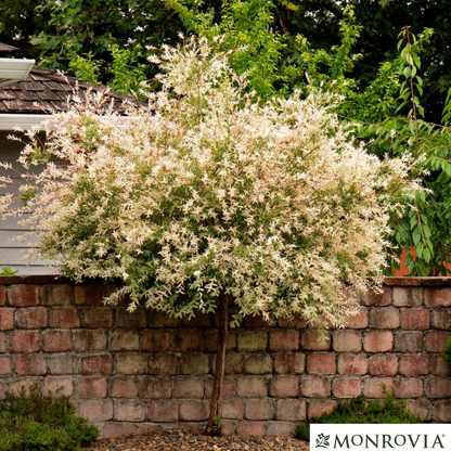 Hakuro Nishiki Willow Tree-Form | Salix integra 'Hakuro Nishiki'
