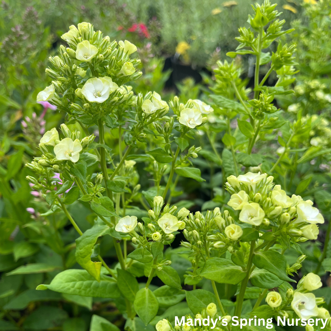 'Orchid Green' Tall Garden Phlox