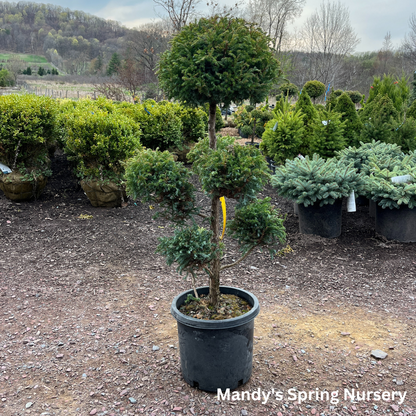 Boulevard False Cypress | Chamaecyparis pisifera 'Boulevard'
