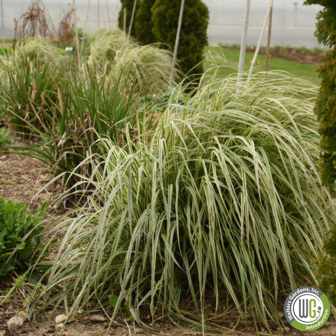 Plug - 'Hello Spring™' Feather Reed Grass | Calamagrostis acutiflora Hello Spring!™