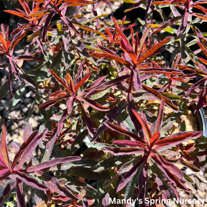 'Bonfire' Cushion Spurge | Euphorbia polychroma 'Bonfire'
