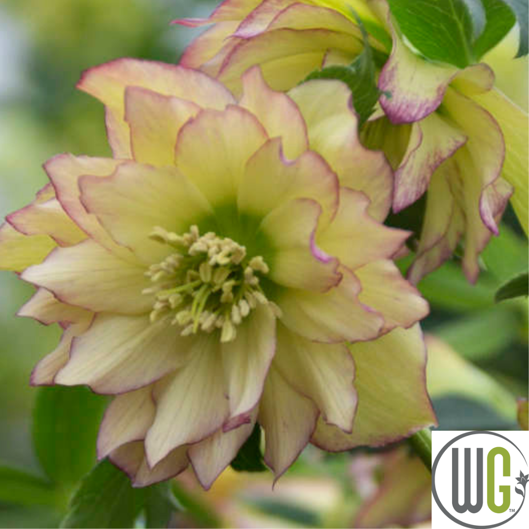 'First Dance' Lenten Rose | Helleborus