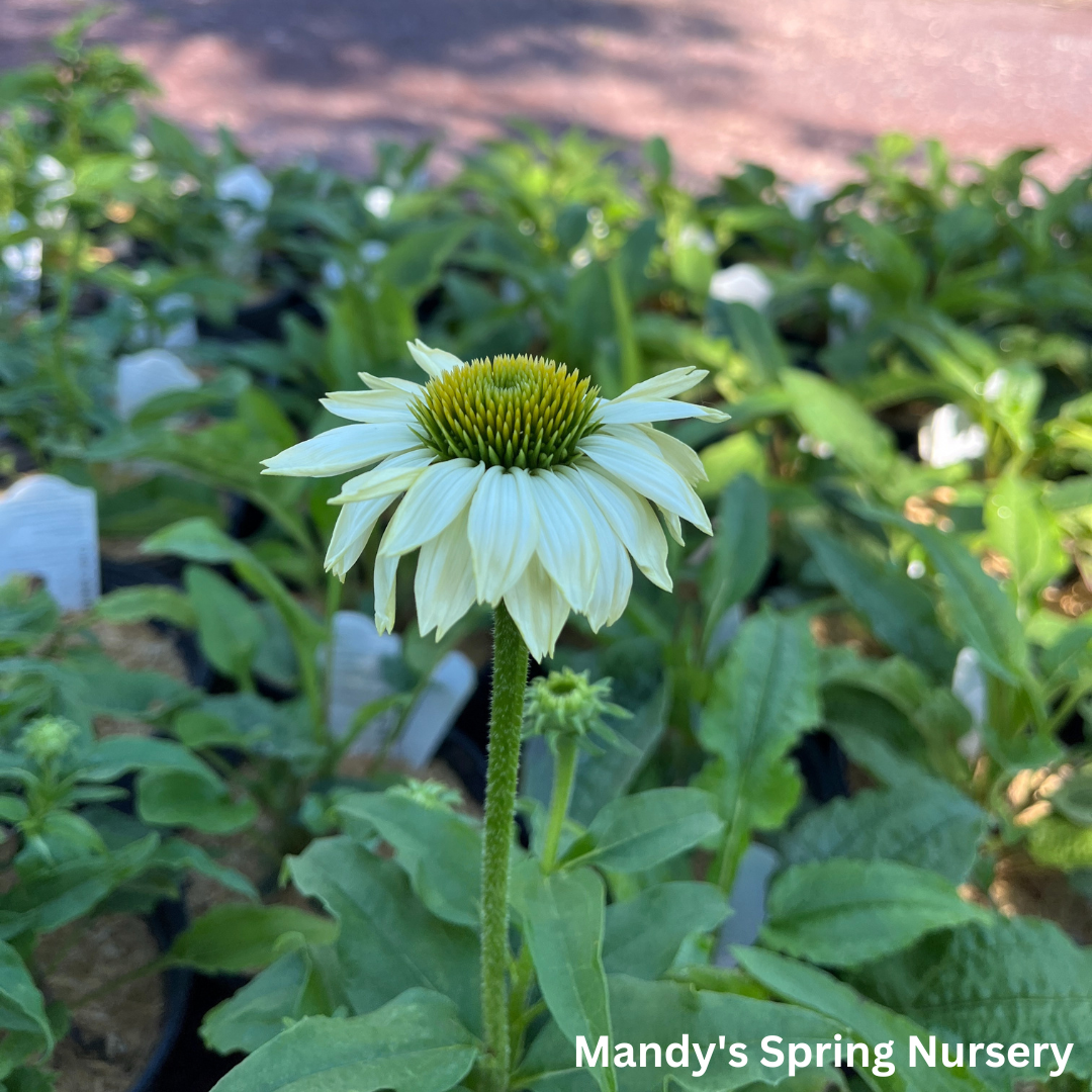 'Pow Wow' White Coneflower | Echinacea purpurea