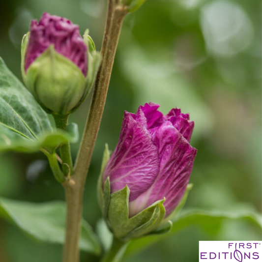 Tahiti Rose of Sharon | Hibiscus syriacus