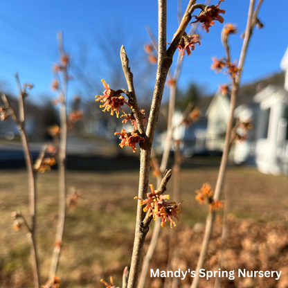 Witch Hazel | Hamamelis