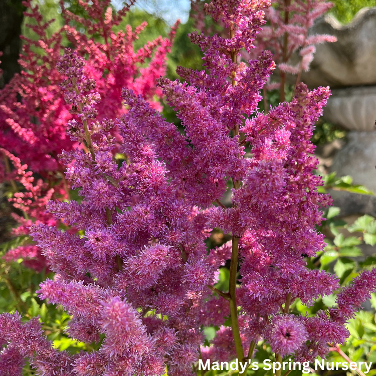 Strawberry Cake Astilbe Astilbe chinensis Mandy Spring Farm Nursery