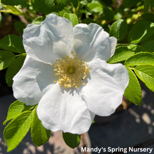 White Rugosa Rose | Rosa rugosa