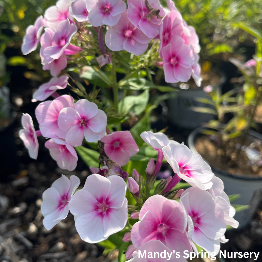 Opalescence Tall Garden Phlox | Phlox paniculata