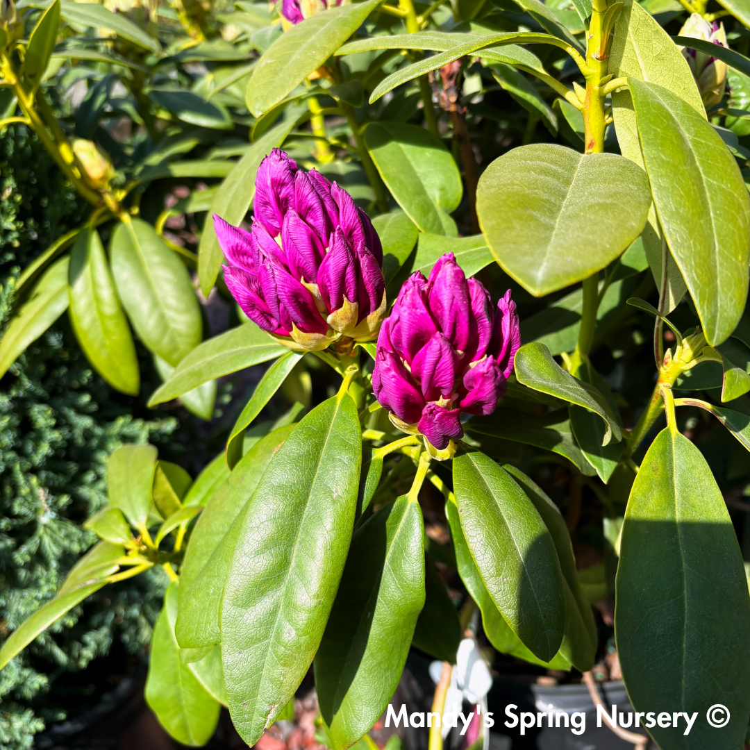 'Purple Passion' Rhododendron | Rhododendron 'Purple Passion'