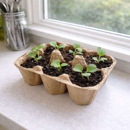 Seed Ball Kit - DIY Easter Egg Radish Seed Blend