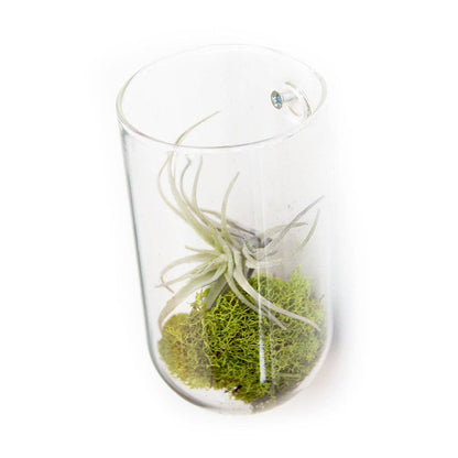 Flower Vase Clear Glass With Hole For Wall Mounting