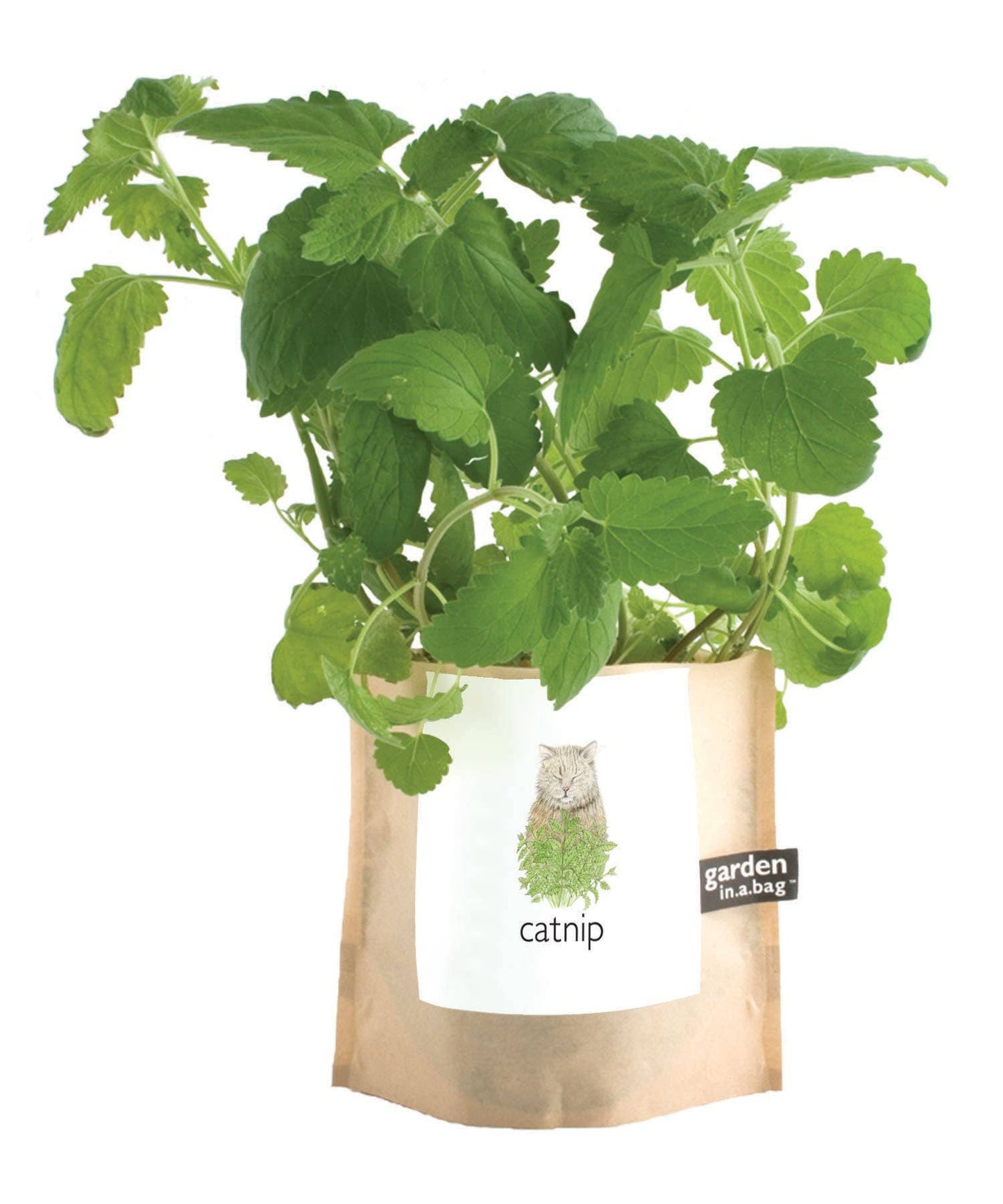Garden in a Bag | Catnip | Spring Pet Treat Gift