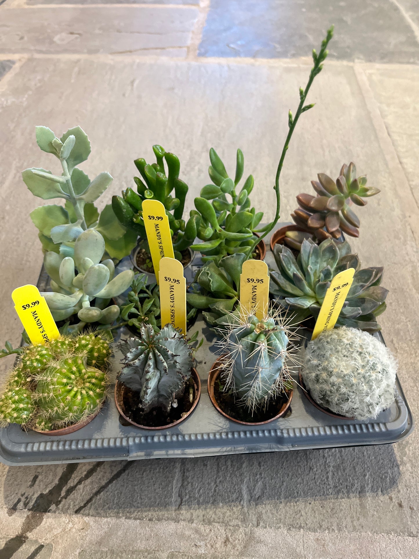 Mandy's Indoor Plants