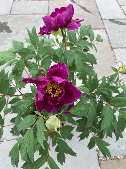 Maroon Tree Peony