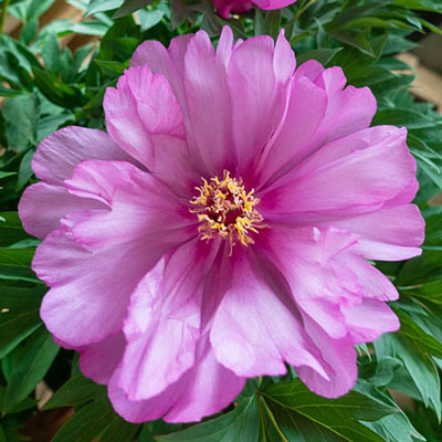 First Arrival Itoh Peony | Paeonia