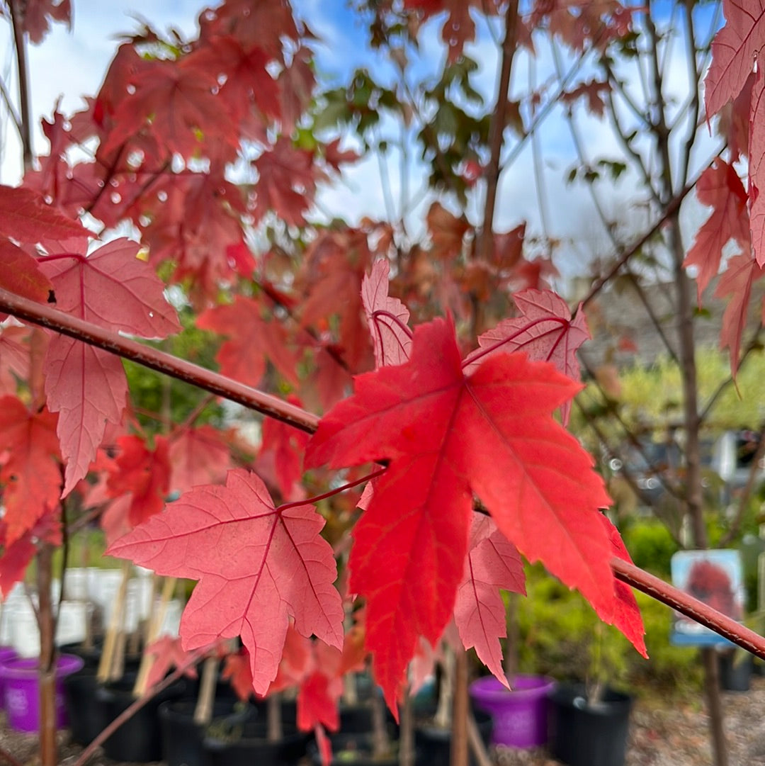 Hot wings Maple | Acer tataricum 'Gar Ann'