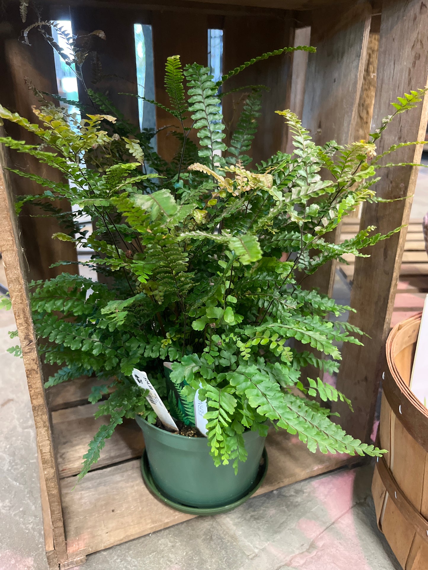 Mandy's Indoor Plants