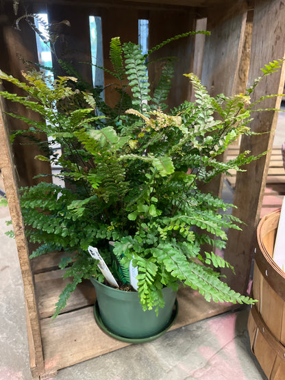Mandy's Indoor Plants