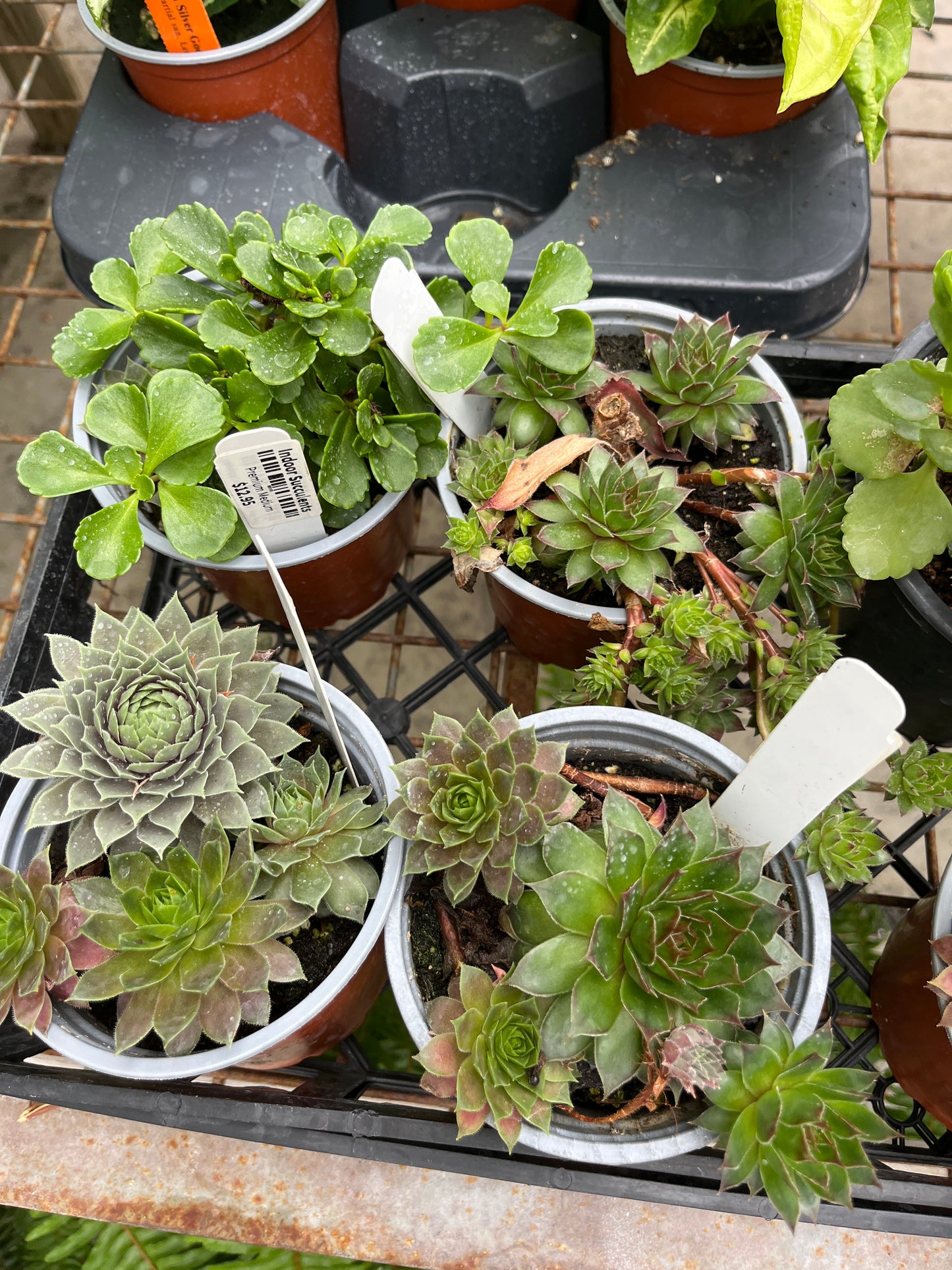 Assorted Cacti Succulents