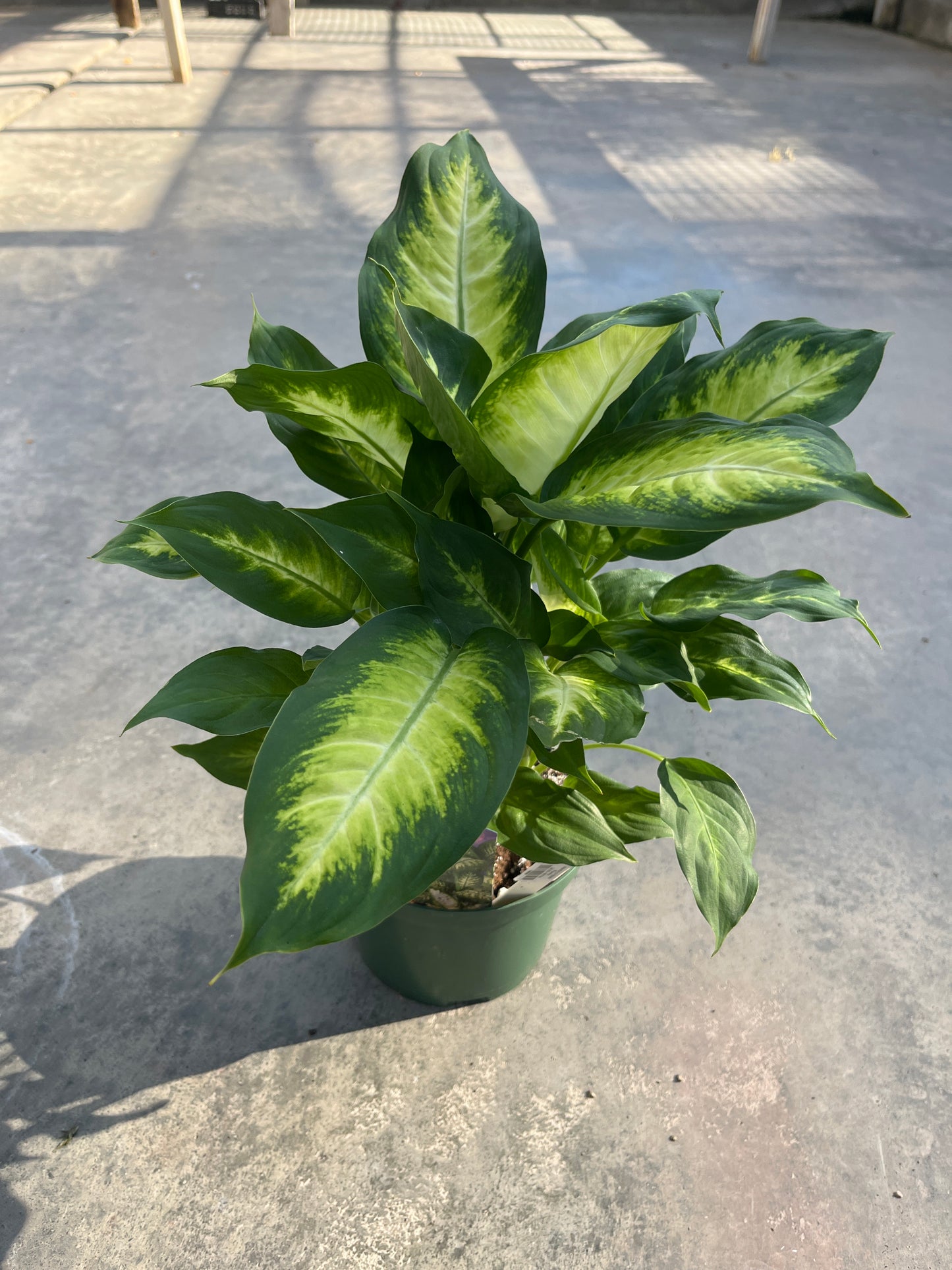 Mandy's Indoor Plants