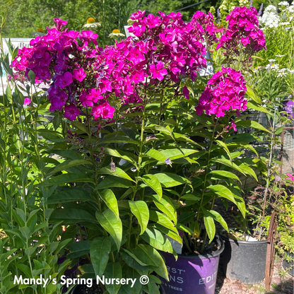 'Grape Lollipop' Garden Phlox | Phlox paniculata first edition Grape lollipop