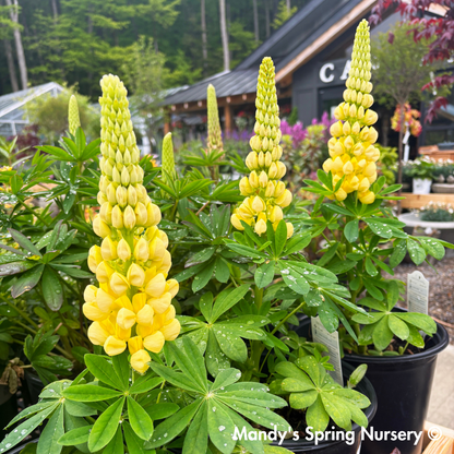 Westcountry™ 'Desert Sun' Lupine | Lupinus polyphyllus