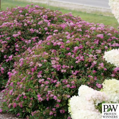 Double Play Doozie® Spirea | Spiraea japonica
