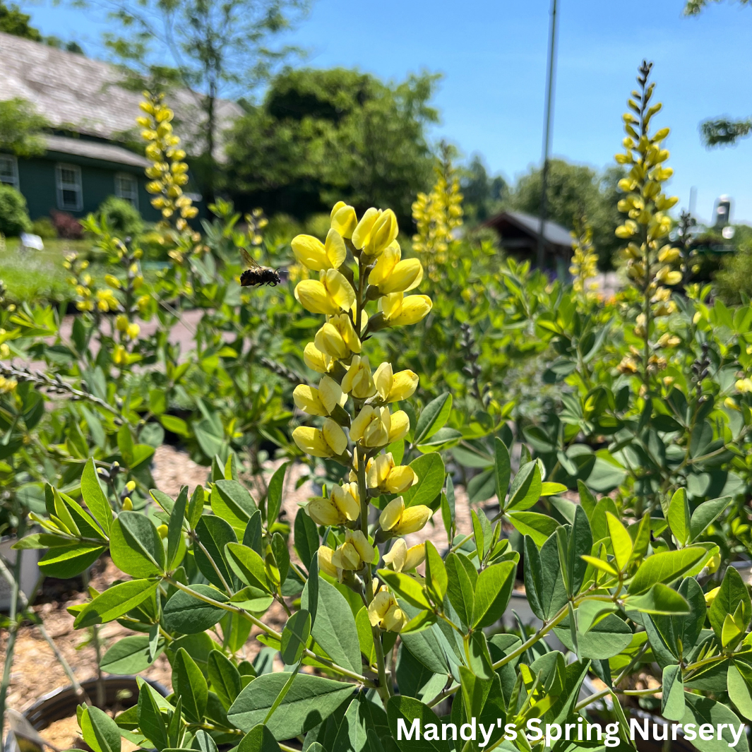 'Lemon Meringue' False Indigo | Baptisia 'Lemon Meringue'