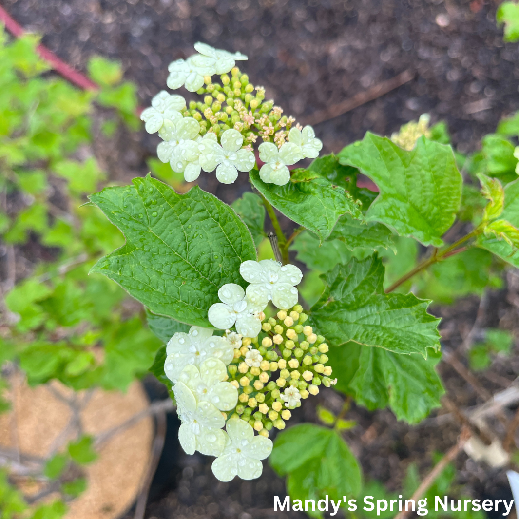 Bailey Compact American Cranberrybush | Viburnum trilobum