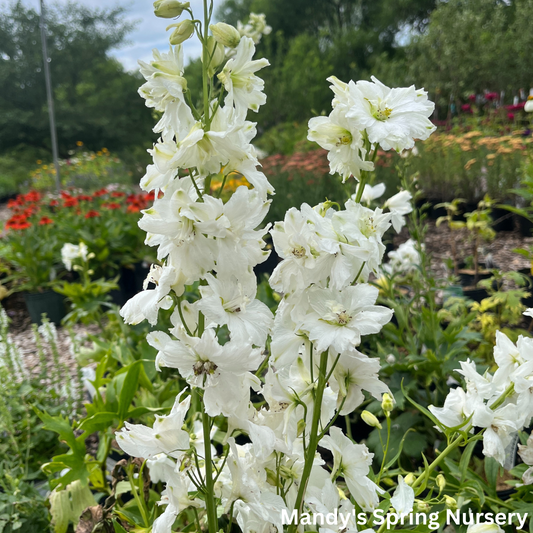 Delphinium 'Guardian White' | Delphinium elatum 'Guardian White'