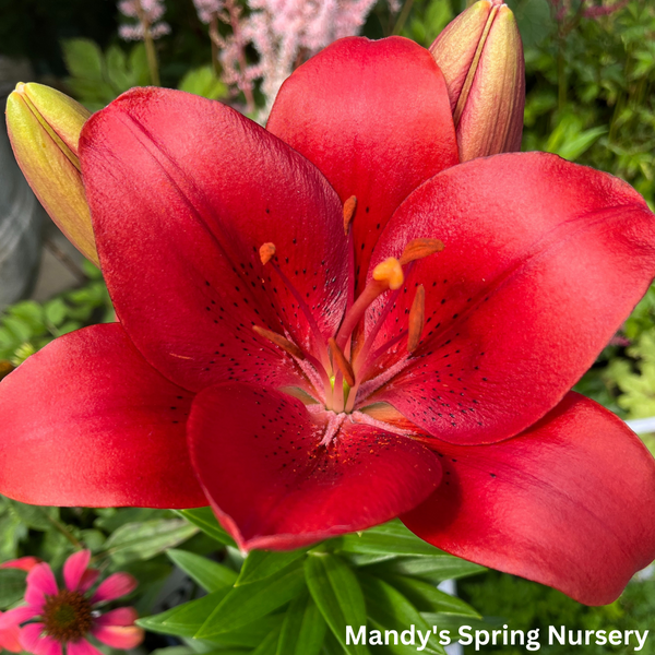 la summer sky asiatic lily Summer Scarlet®' LA Hybrid Asiatic Lily