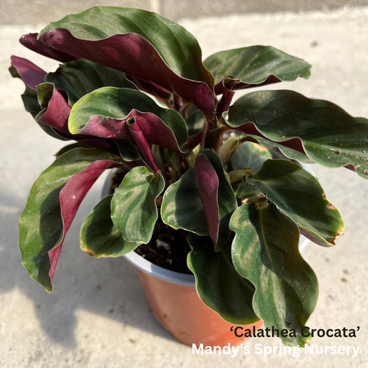 Calathea