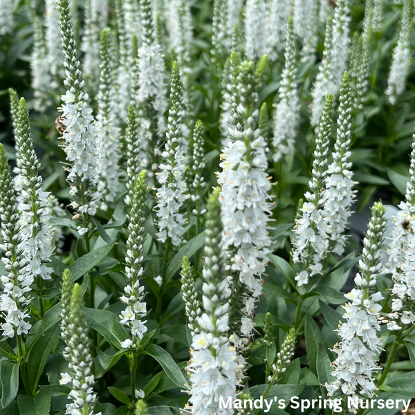 White Wands Spike Speedwell | Veronica – Mandy Spring Farm Nursery