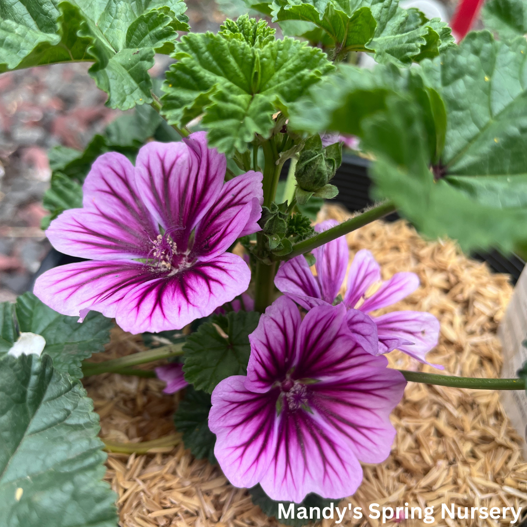 Zebrina Mallow | Malva sylvestris 'Zebrina'