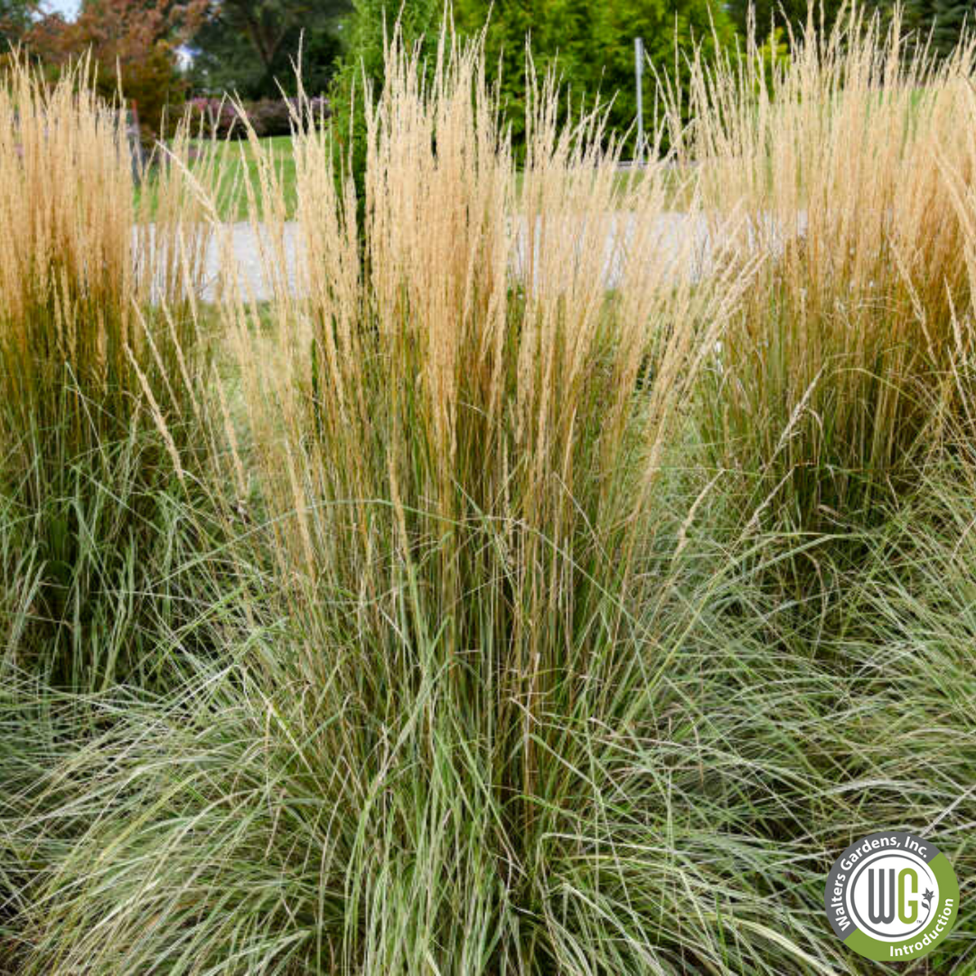 Plug - 'Hello Spring™' Feather Reed Grass | Calamagrostis acutiflora Hello Spring!™