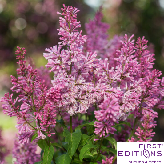 Pinktini™ Lilac | Syringa x prestoniae 'Jeftini'